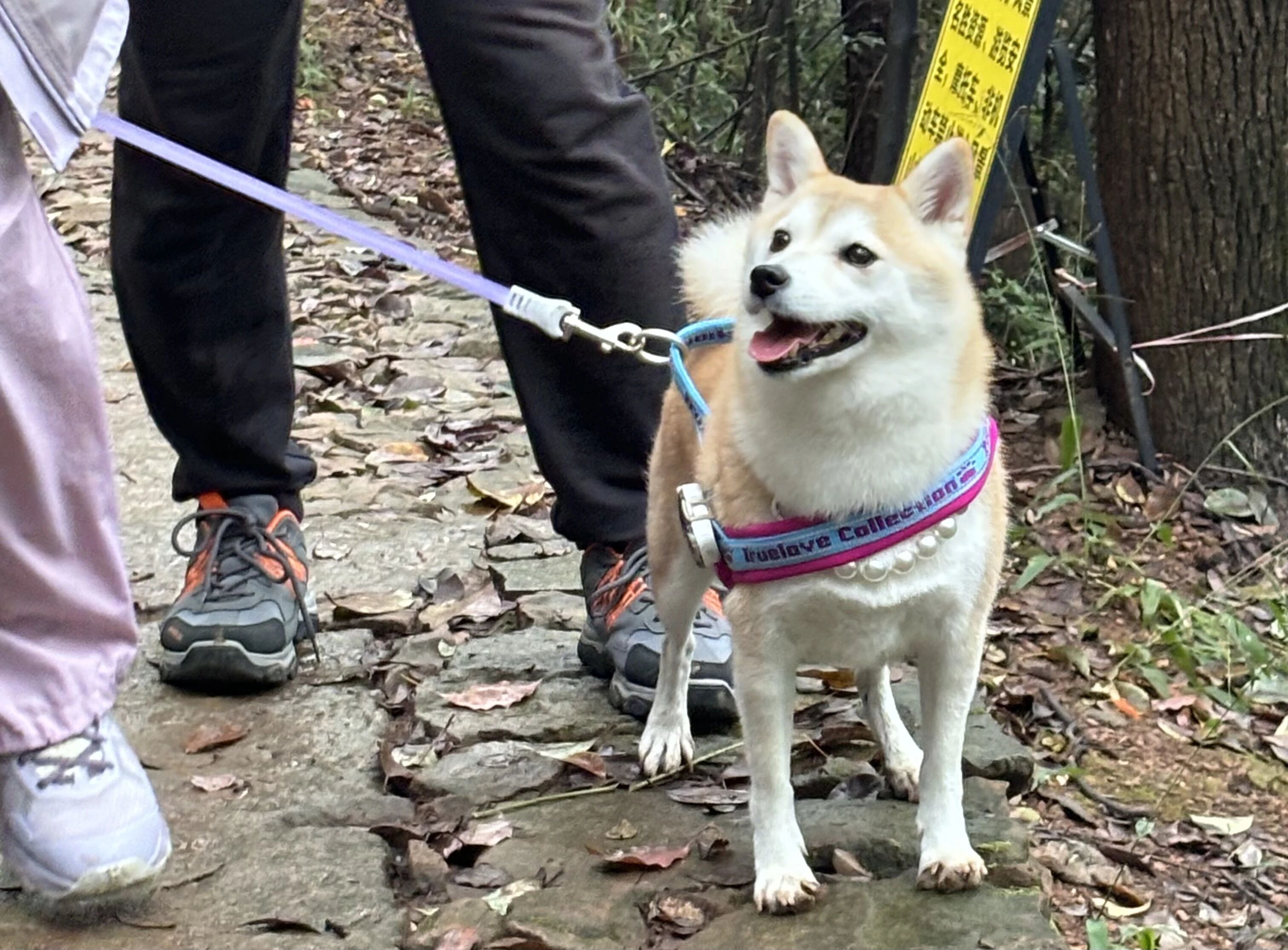 1763099543162938.jpg f1fc80efa1a4b4c4a197b9fd161f7087.jpg