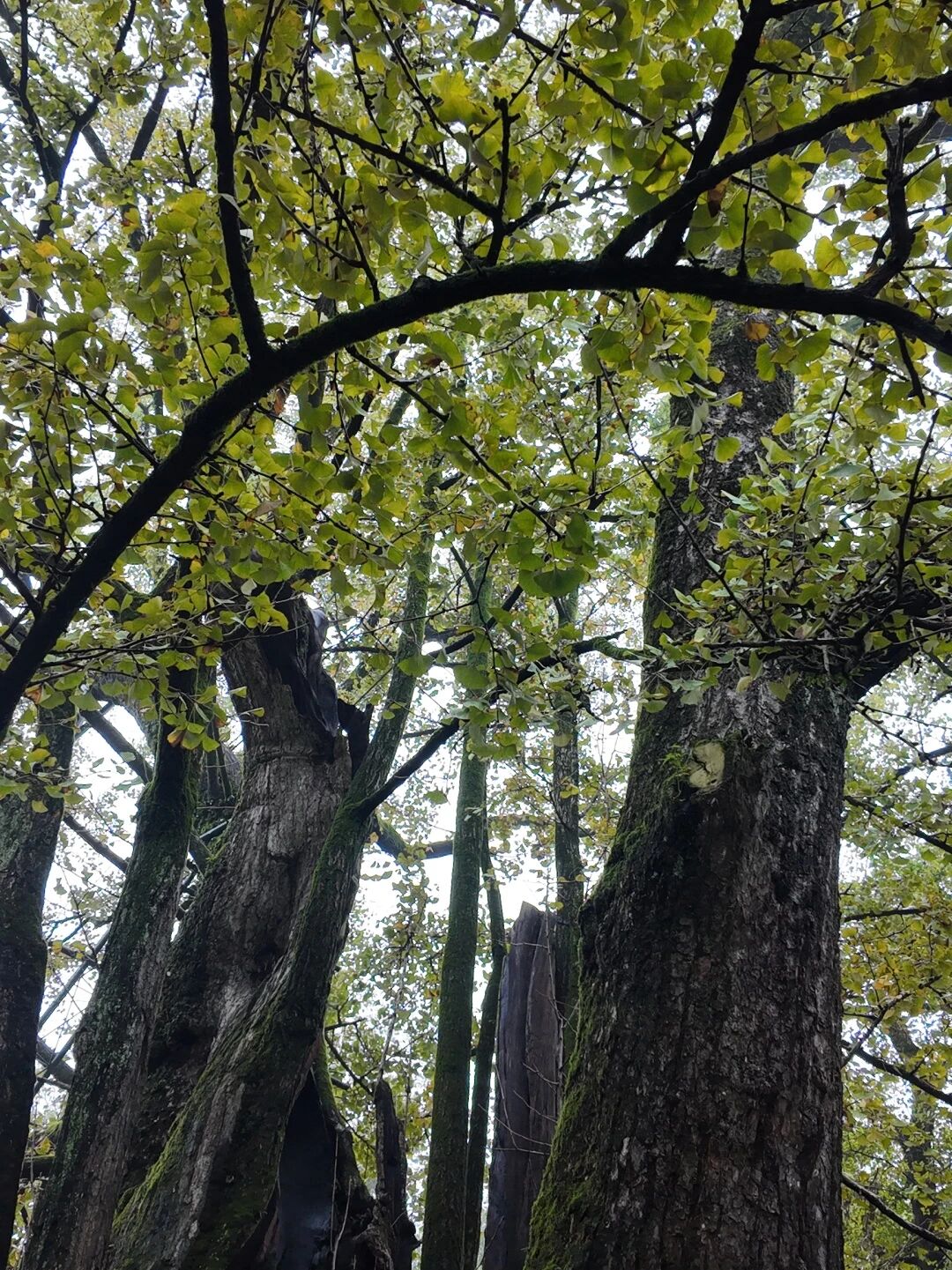 1763099561176232.jpg d8e2e05f3ffc09935233ccf5e2ba9823.jpg